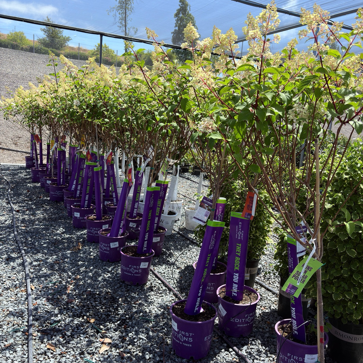 圆锥绣球 Vanilla Strawberry FE®Hydrangea