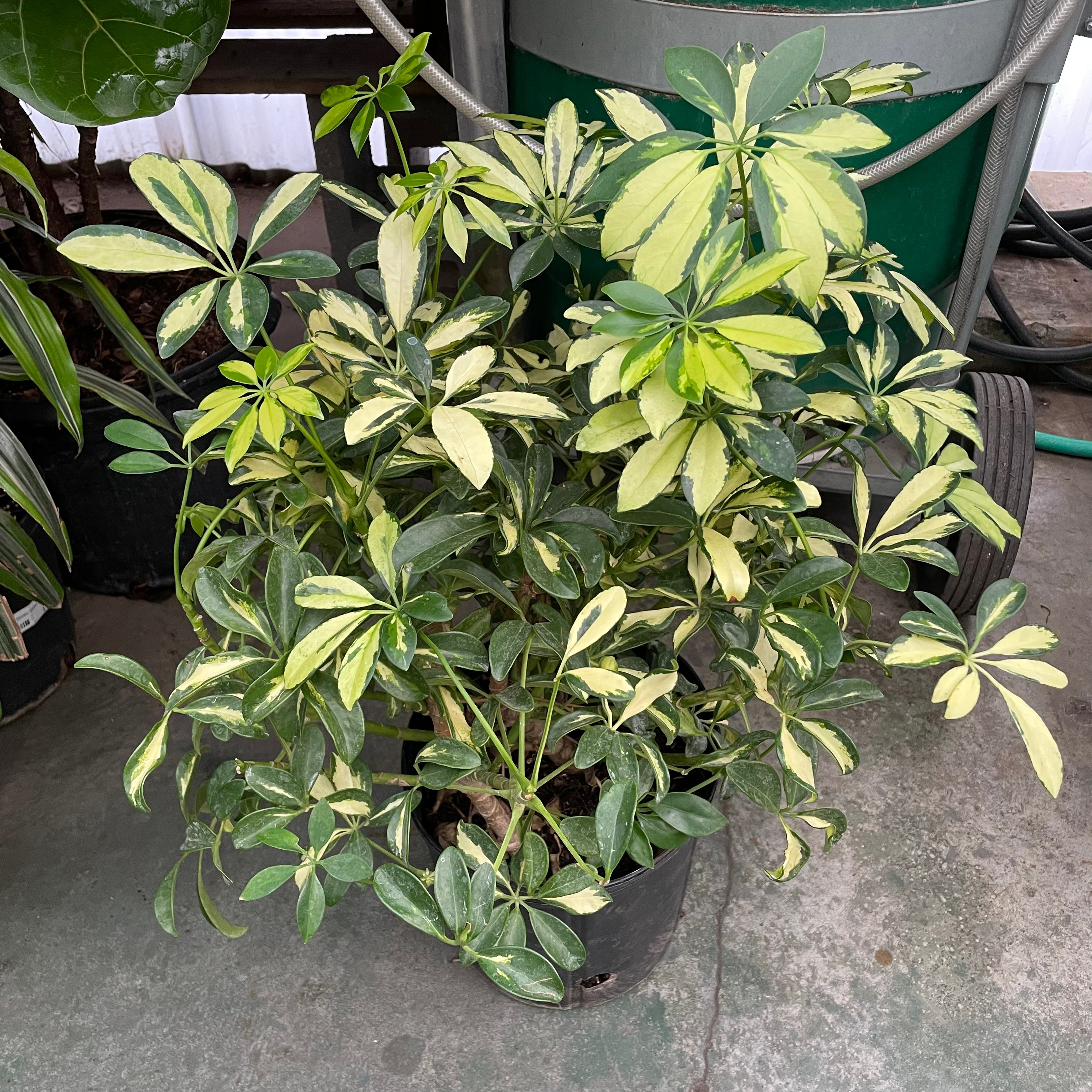 花叶鸭脚木 Variegated Dwarf Umbrella Plant