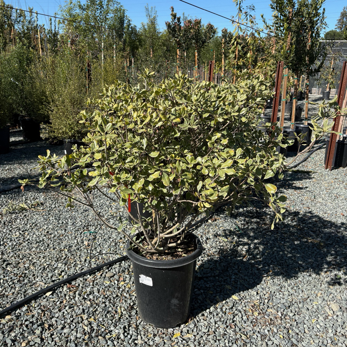 花叶海桐 Variegated Japanese Mock Orange