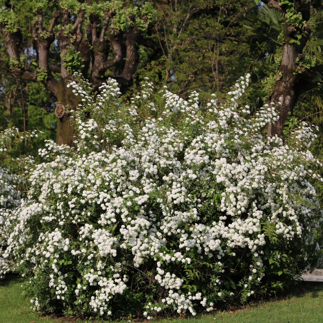 Spring Bouquet Viburnum, Laurustinus