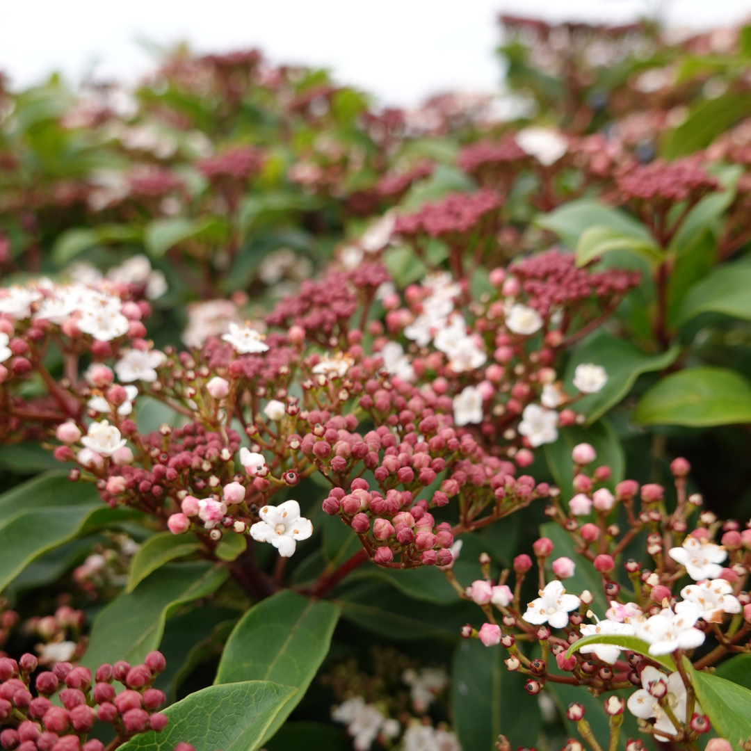 Spring Bouquet Viburnum, Laurustinus