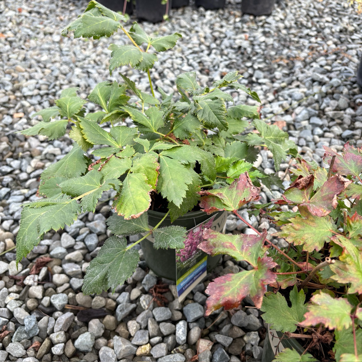 落新妇 Visions in white  Astilbe