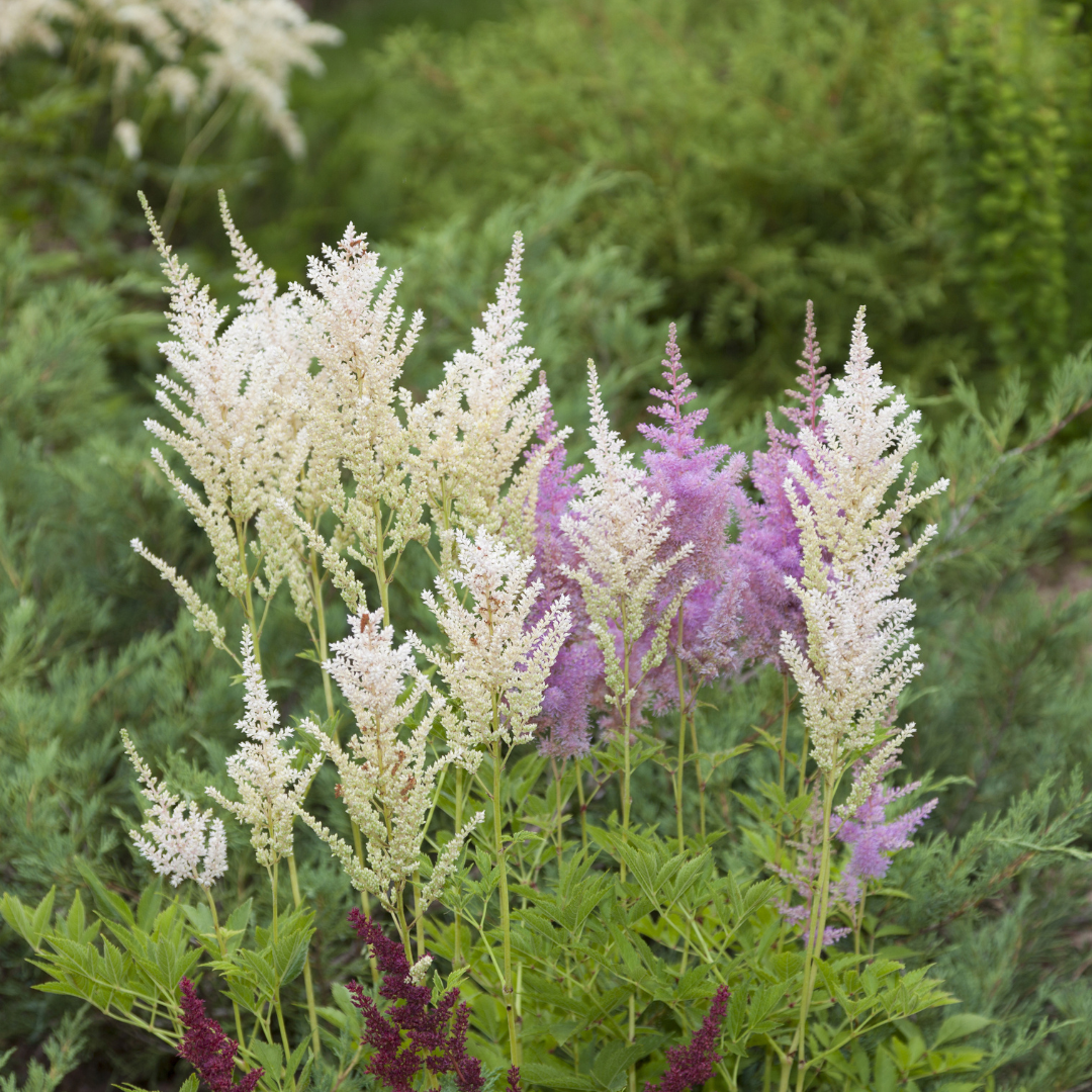 落新妇 Visions in white  Astilbe
