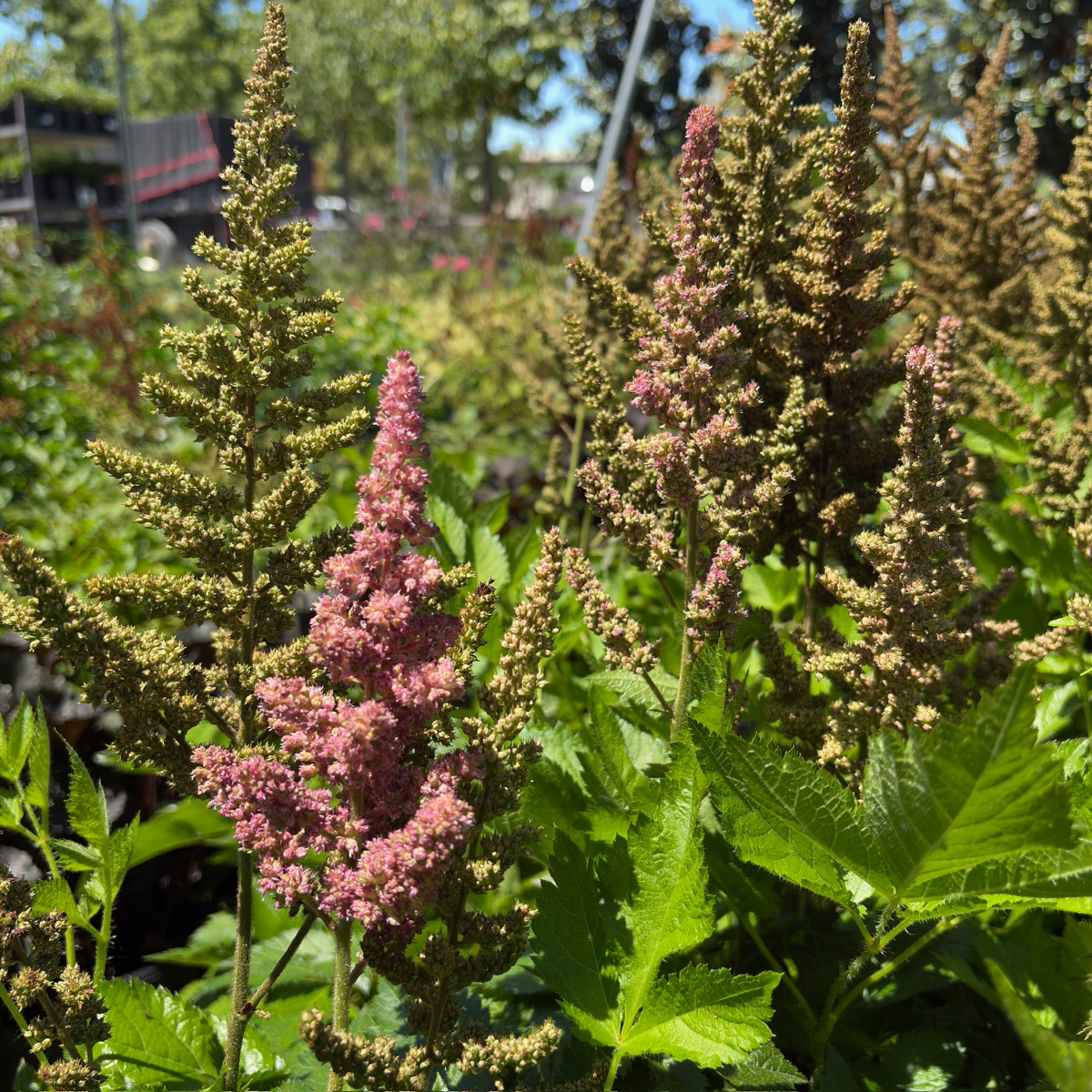 落新妇 Visions in white  Astilbe