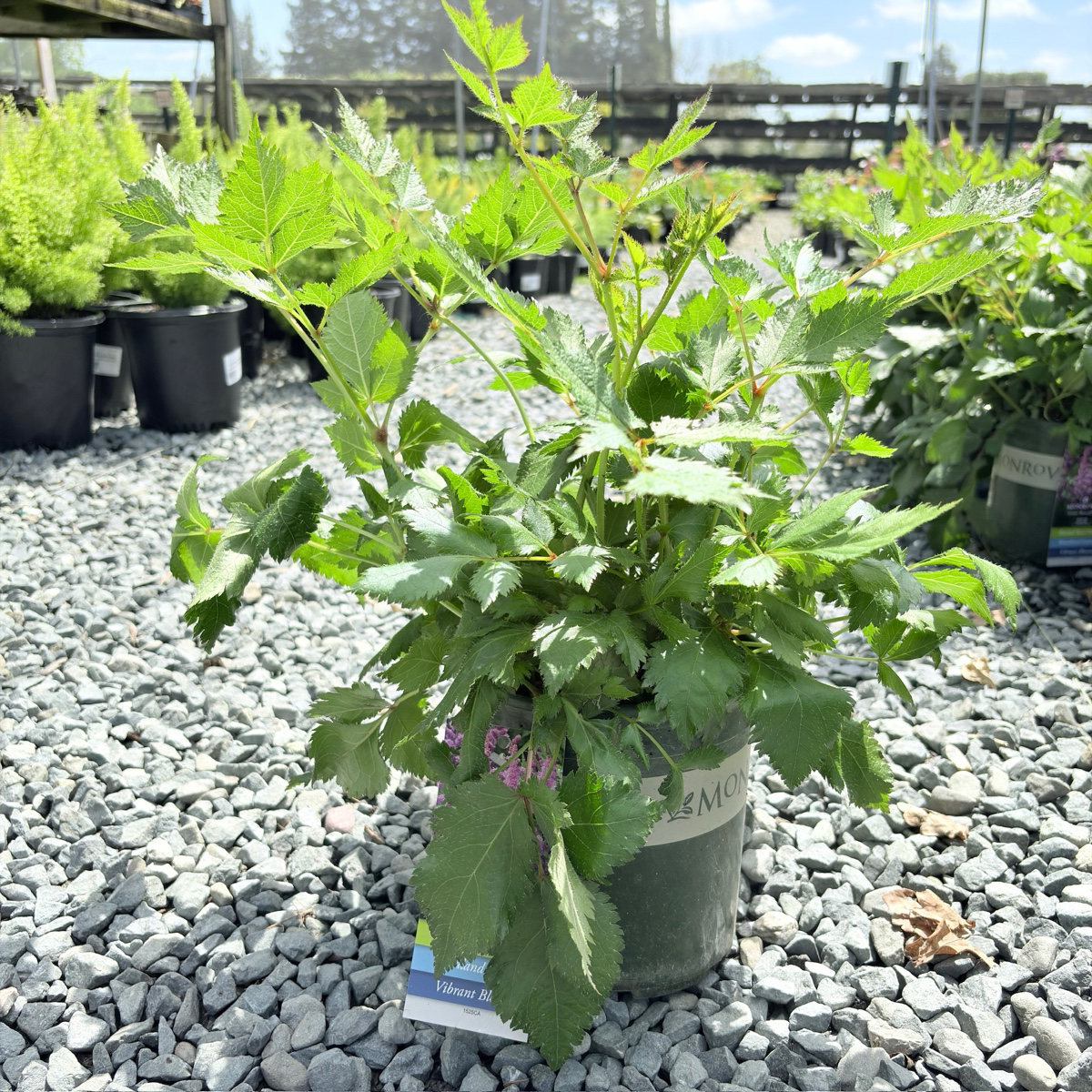 落新妇 Visions in white  Astilbe