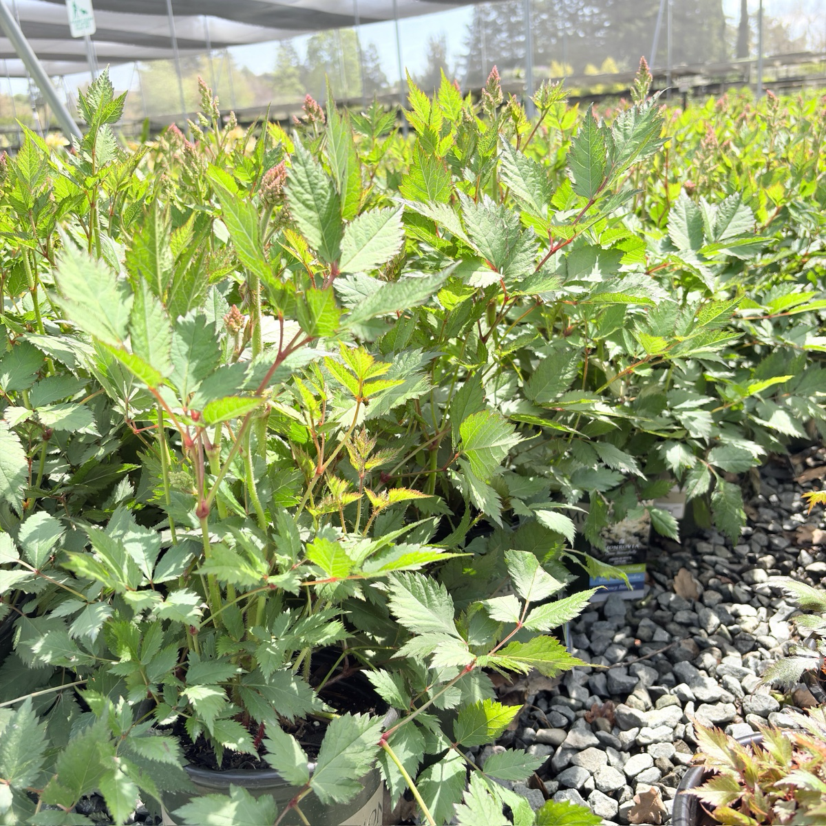 落新妇 Visions in white  Astilbe