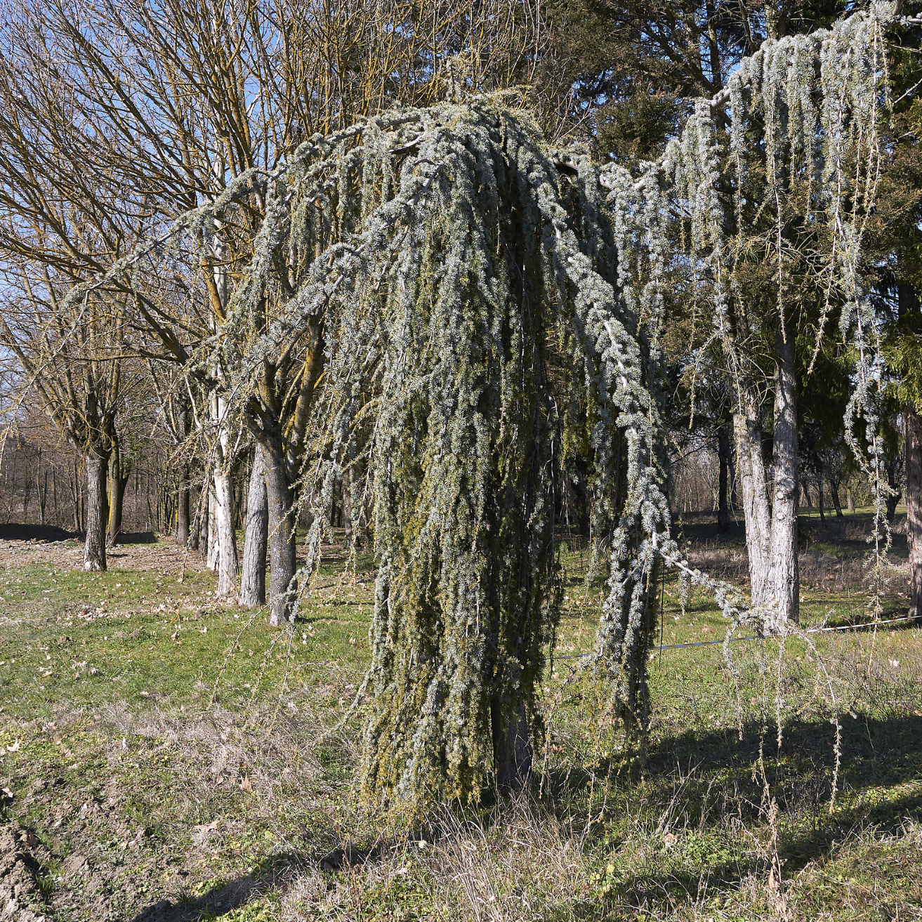 北非雪松 Weeping Blue Atlas Cedar