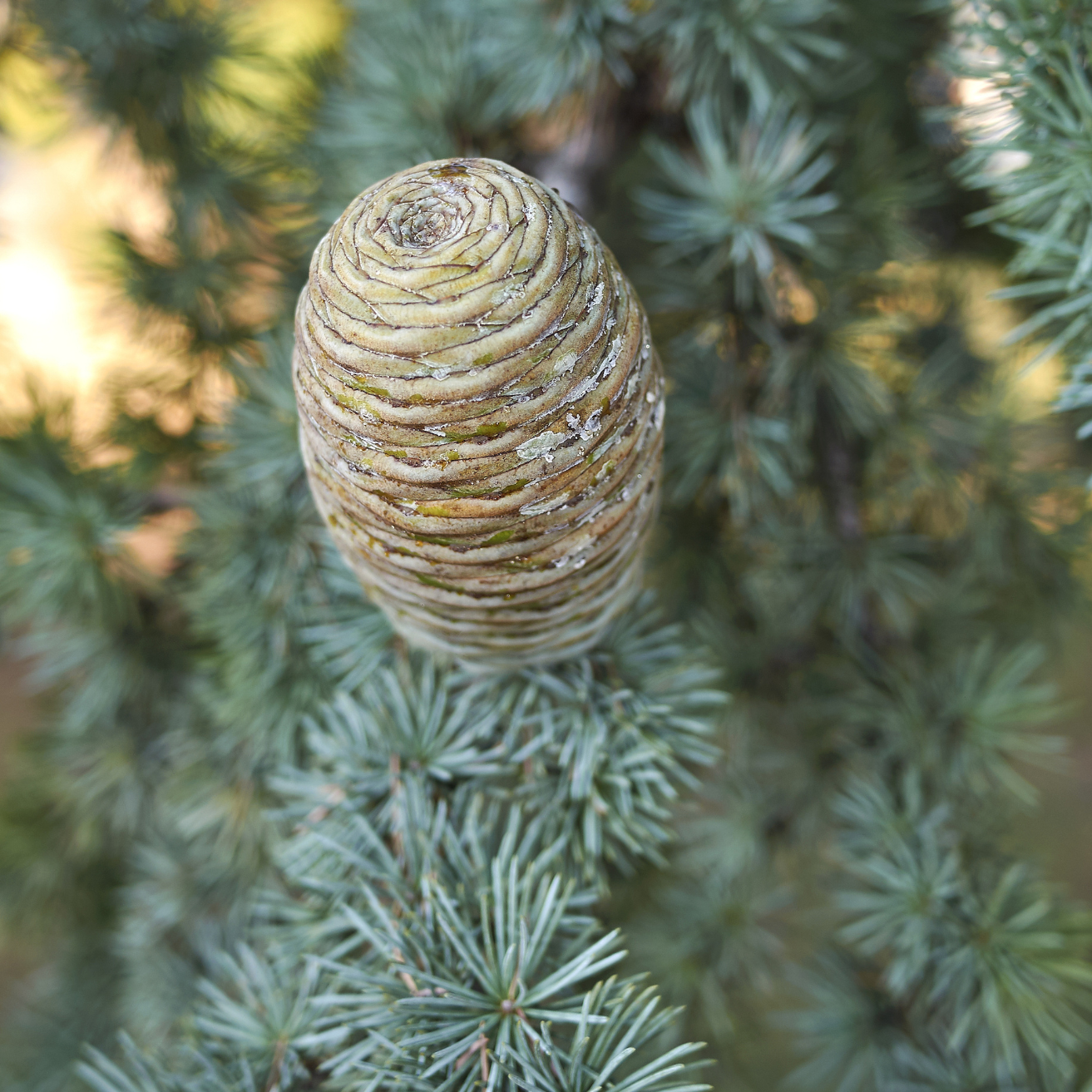 北非雪松 Weeping Blue Atlas Cedar