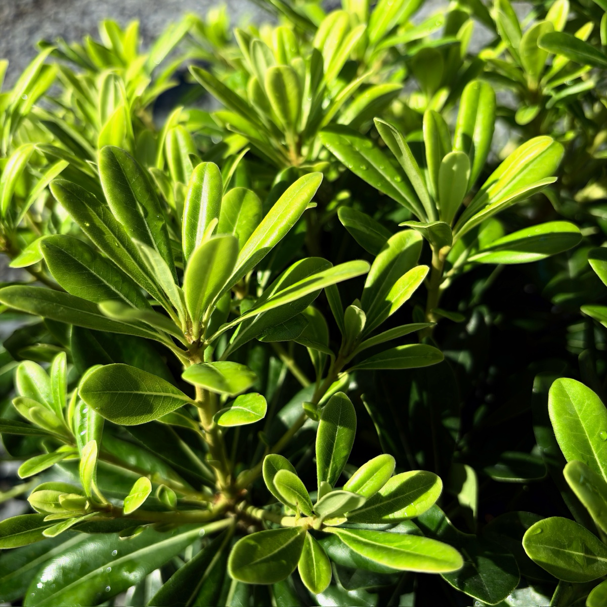 矮化海桐 Wheeler's Dwarf Japanese Mock Orange