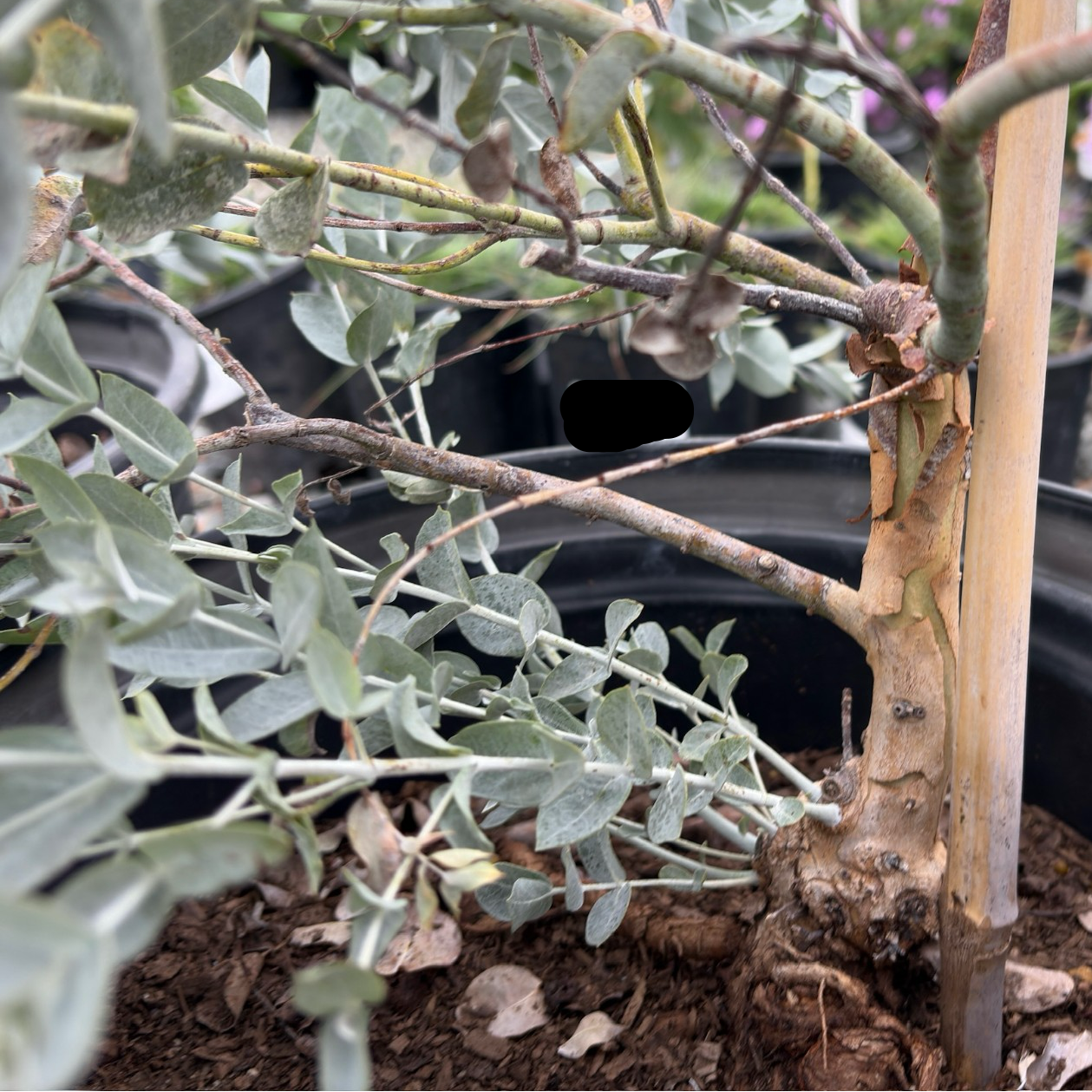 白叶桉 White-leaved Mallee