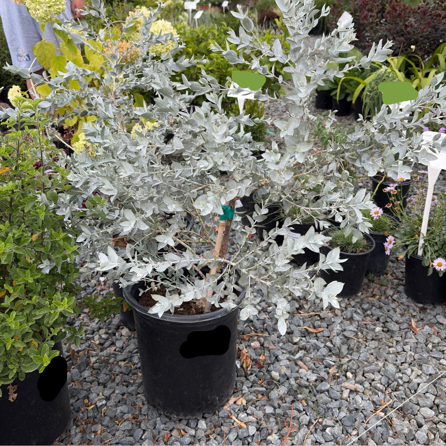 白叶桉 White-leaved Mallee
