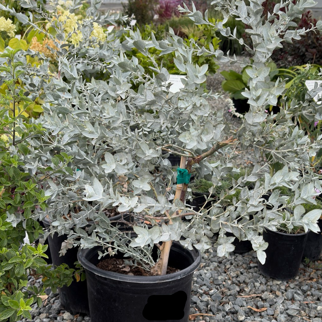 白叶桉 White-leaved Mallee