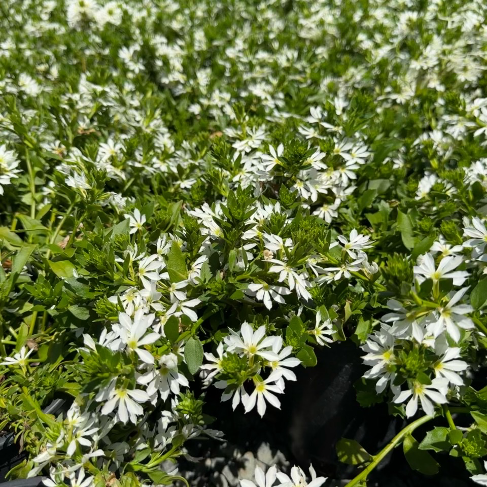 蓝扇花 White Fan Flower