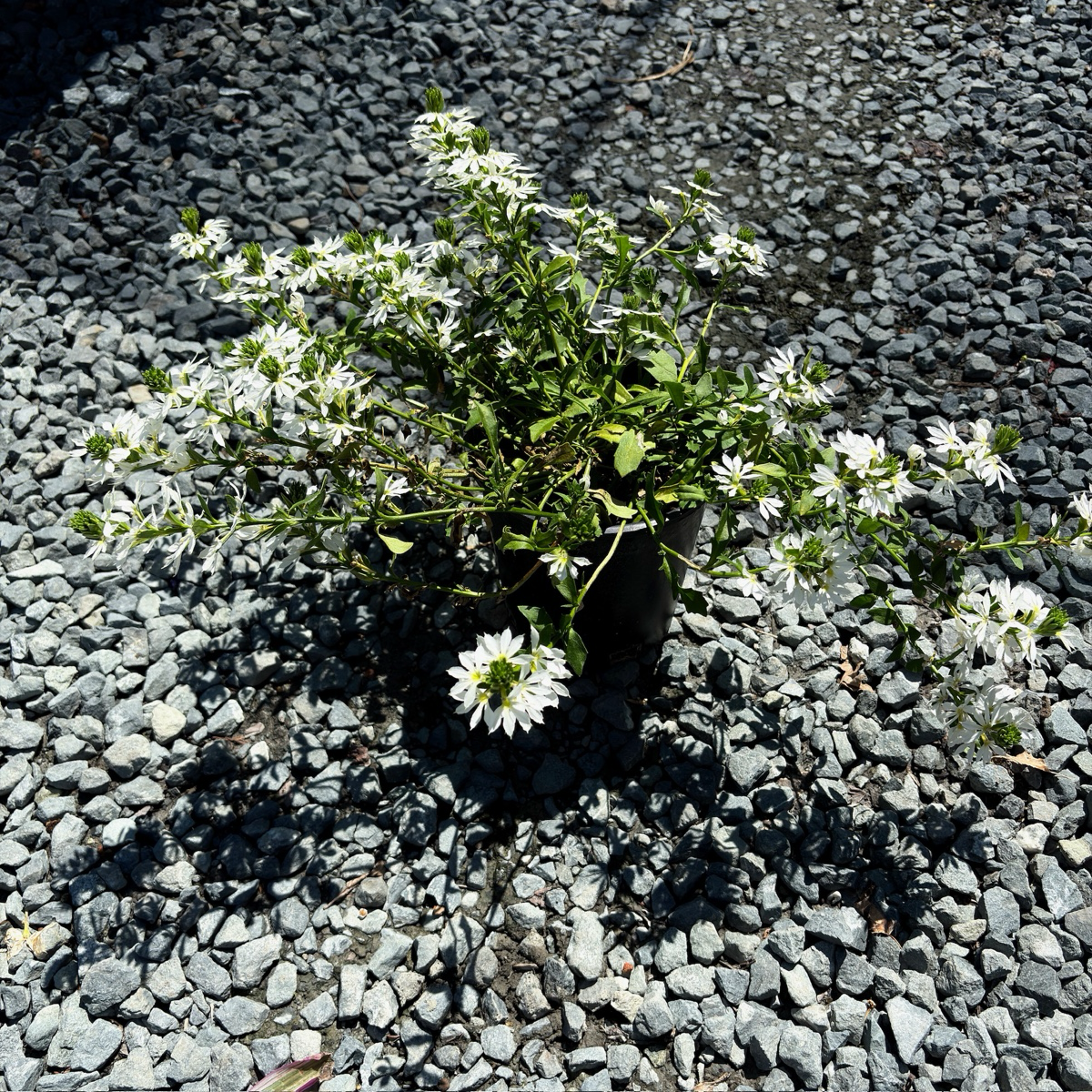 蓝扇花 White Fan Flower