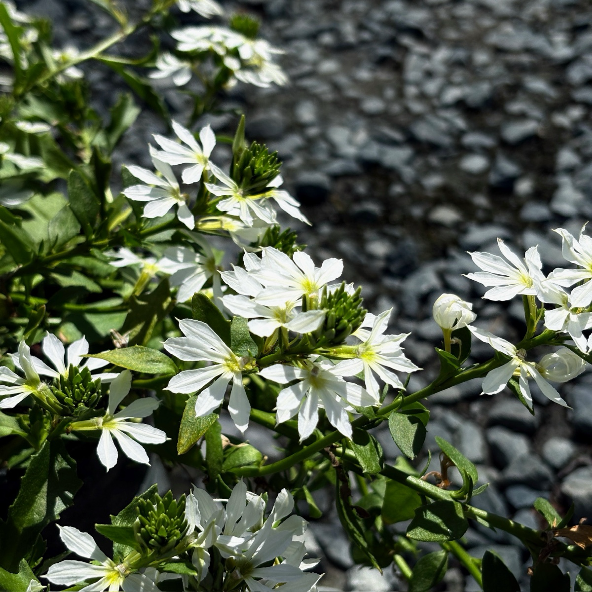蓝扇花 White Fan Flower
