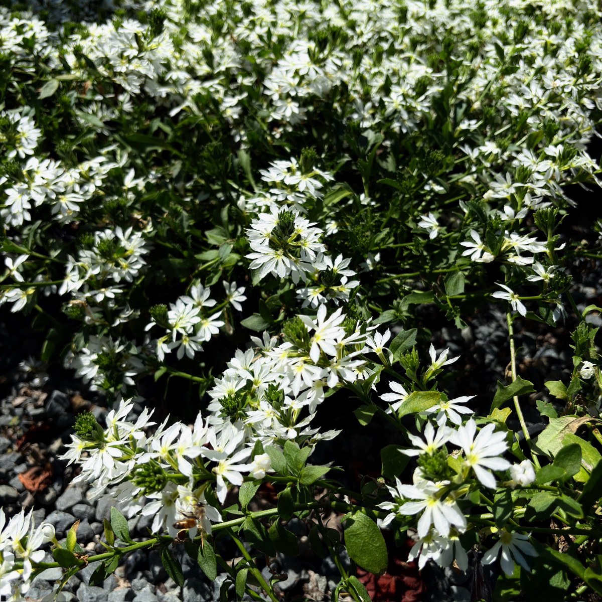蓝扇花 White Fan Flower