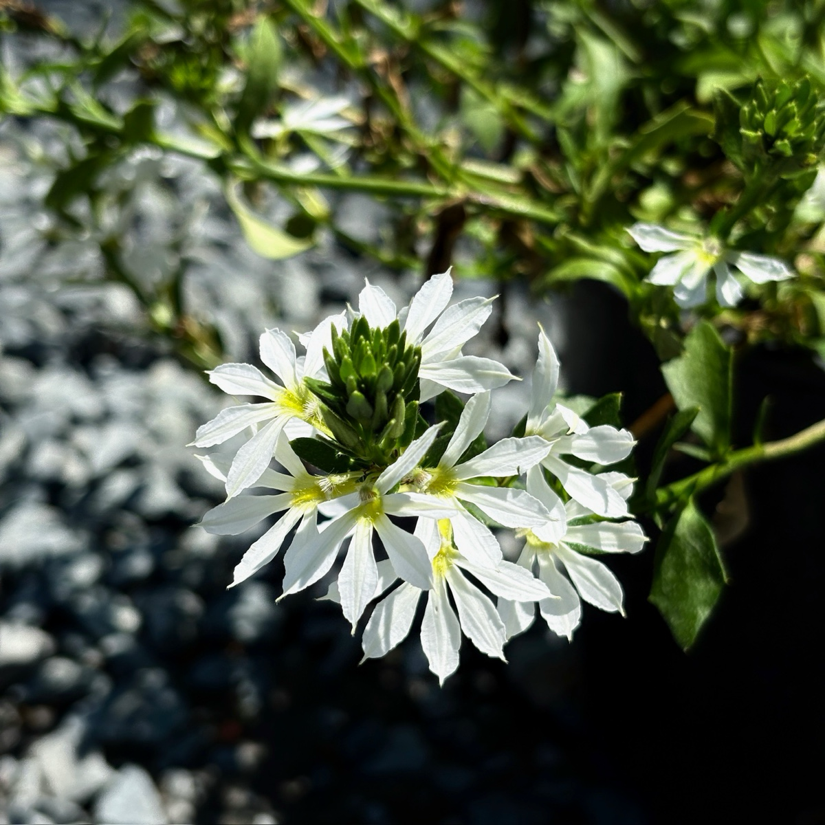 蓝扇花 White Fan Flower