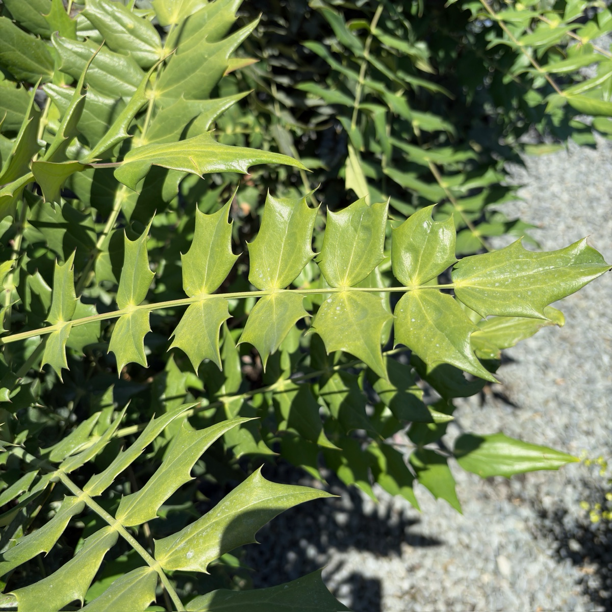 十大功劳 Winter Sun Hybrid Mahonia
