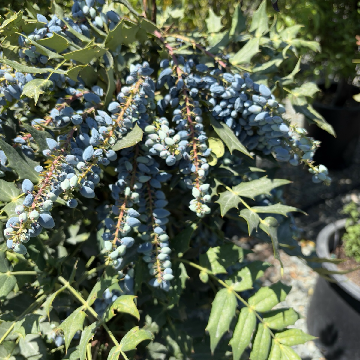 十大功劳 Winter Sun Hybrid Mahonia