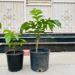 鸡心黄皮树苗