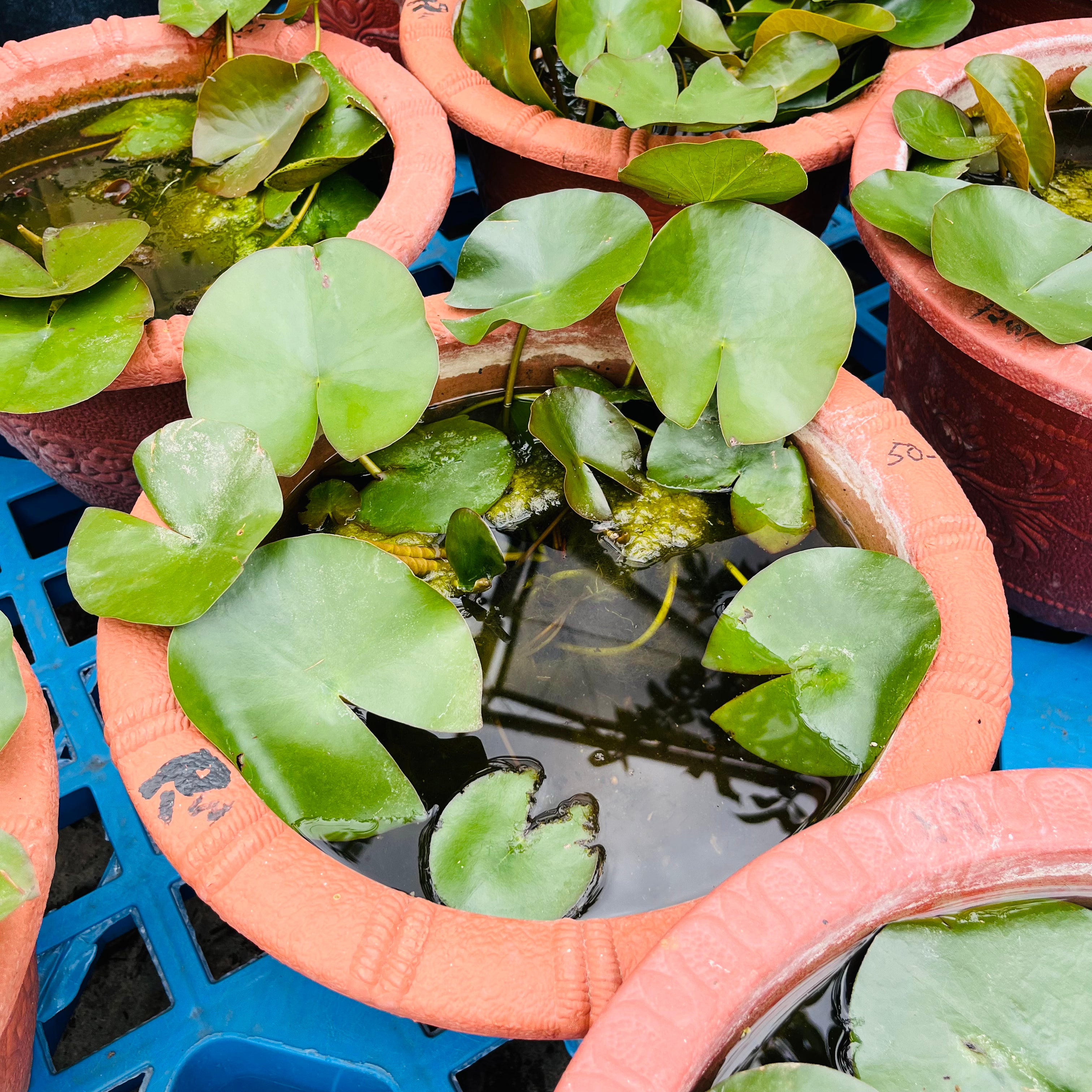 Lotus