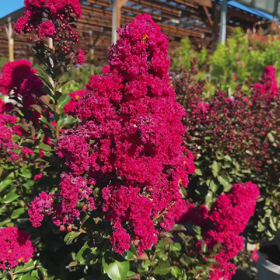 Tuscarora Crape Myrtle