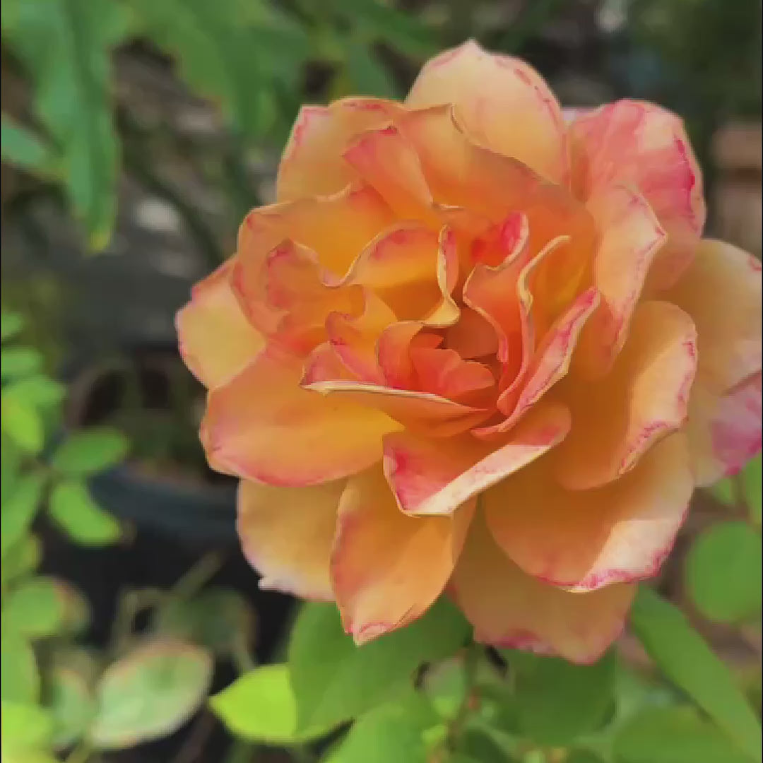 Strike It Rich Rose