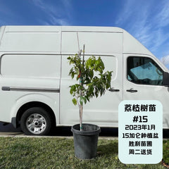 帝王荔枝树苗