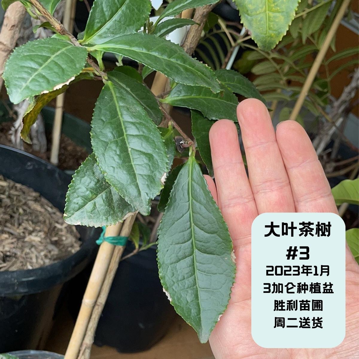 Large Leaf Tea