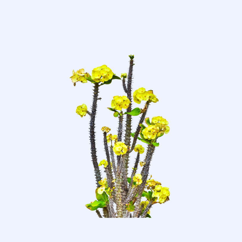 大戟植物
