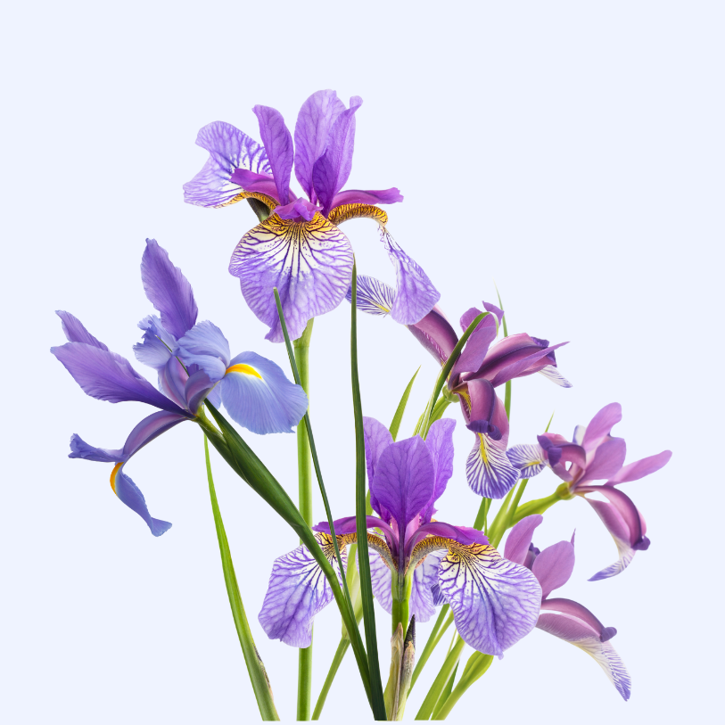 鸢尾花