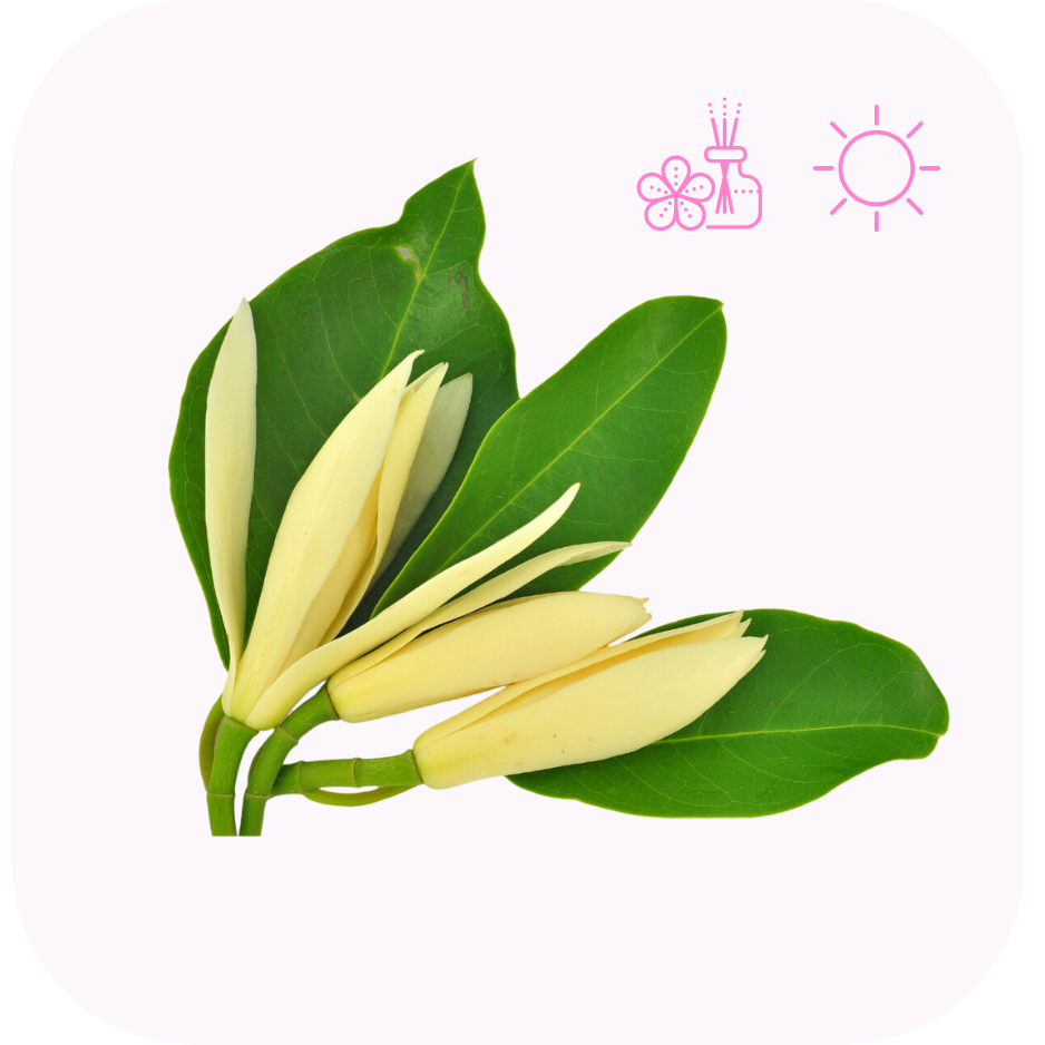 含笑花