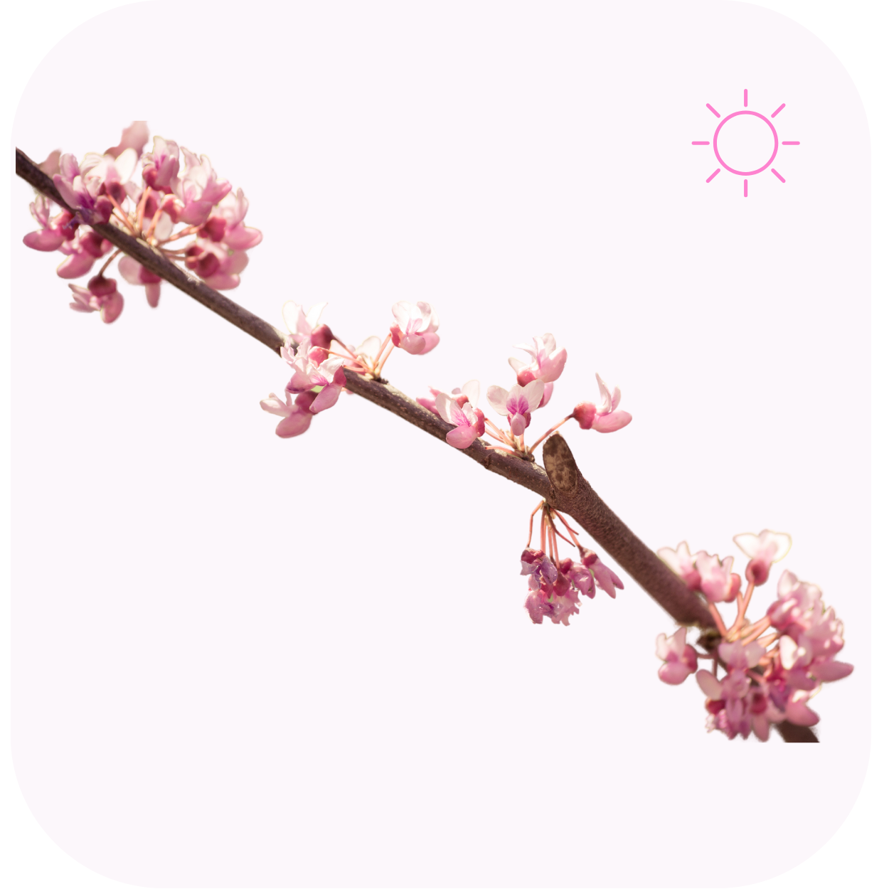 紫荆花