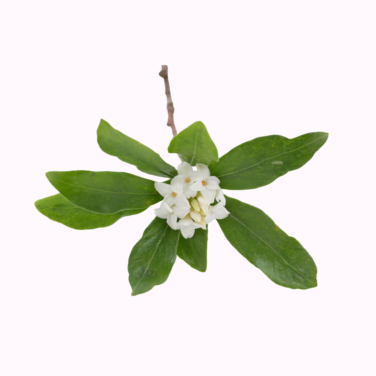 瑞香花