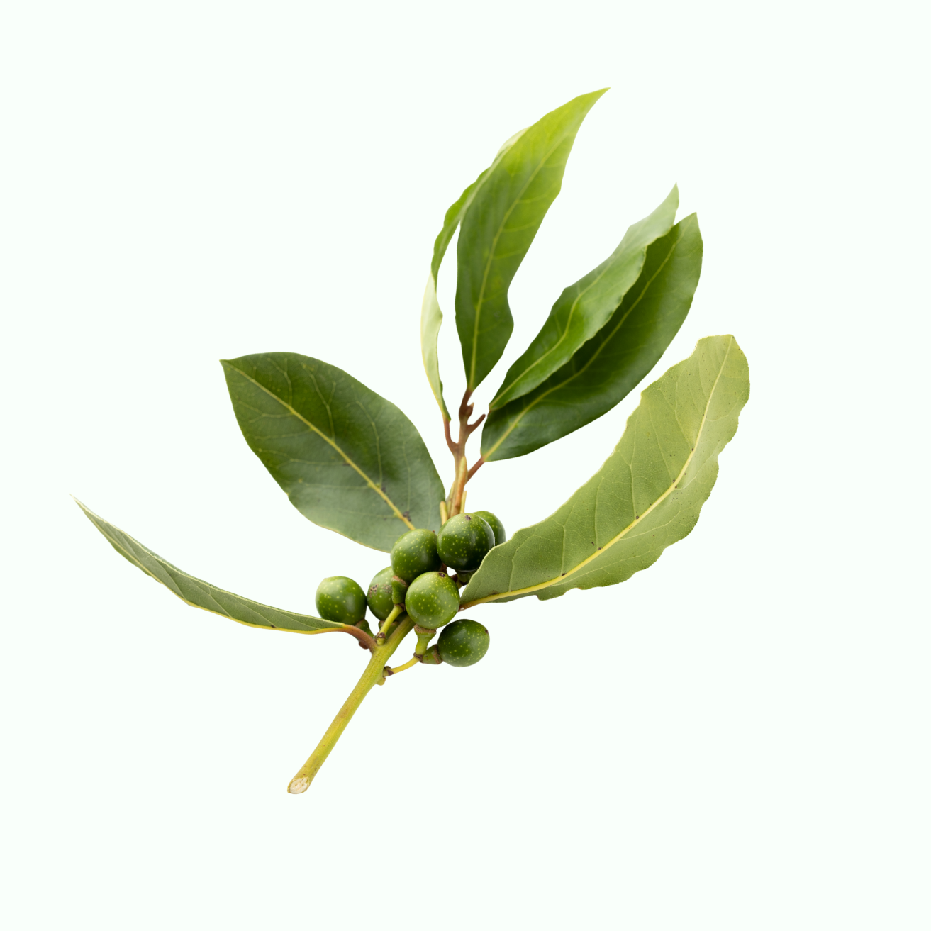 月桂树
