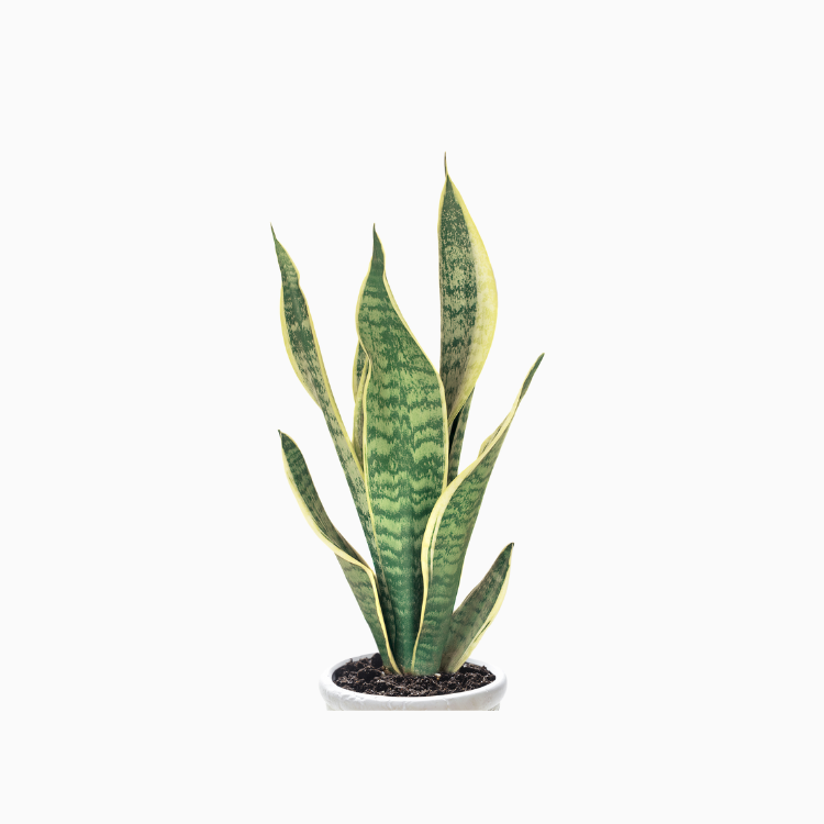 虎皮兰