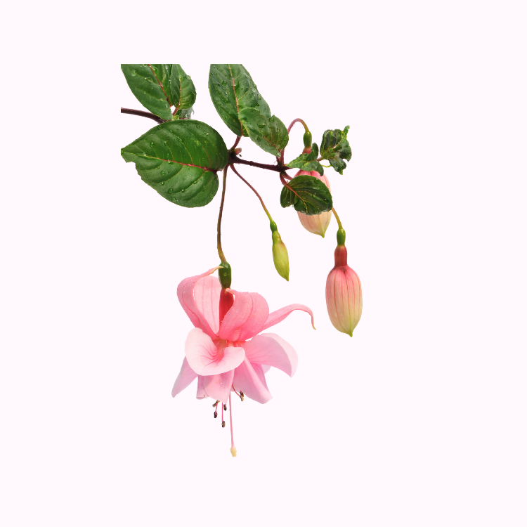 灯笼花