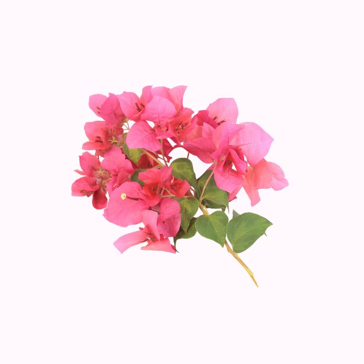 梅花圖39 三角梅只长叶不开花？三招“催花”，让它爆花到