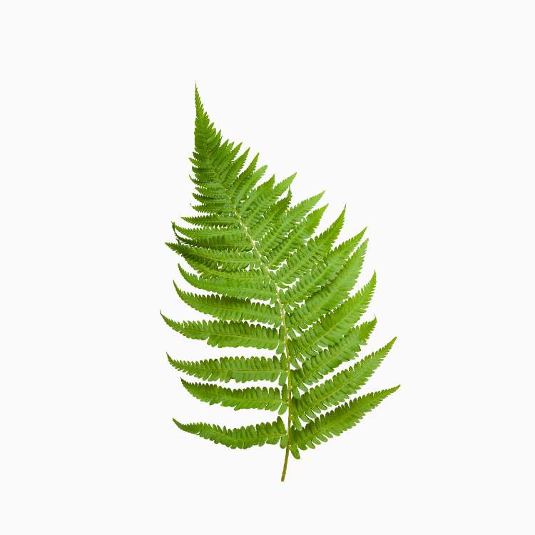 蕨类