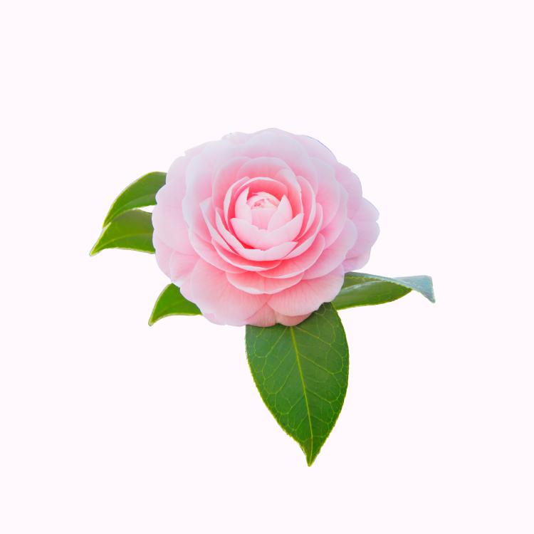 羽衣山茶花– Landz.us