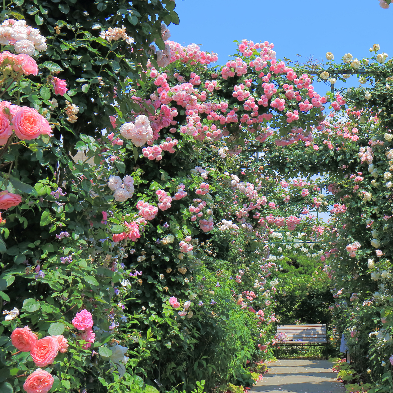 玫瑰&月季&蔷薇