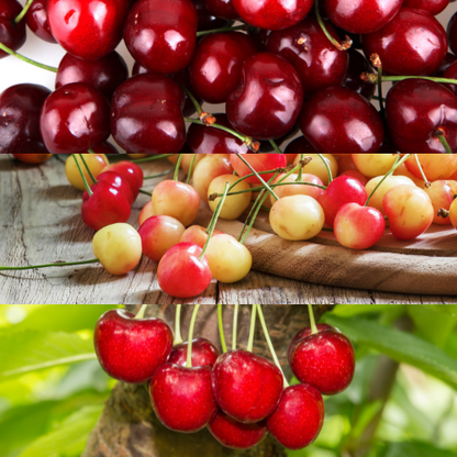 Cherry Trees - Southern California Fruiting Cherries