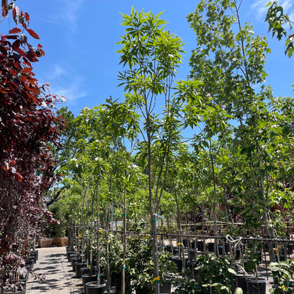 Catalpa willow-Morning clouds