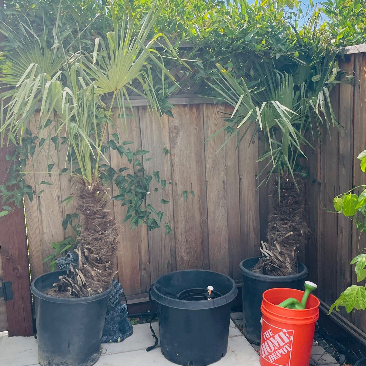 WindmillI Palm