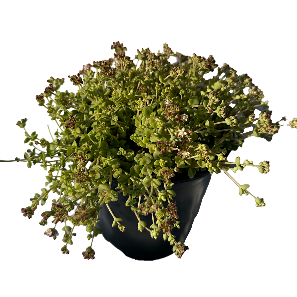 Little Sister Sedum Succulent Plant
