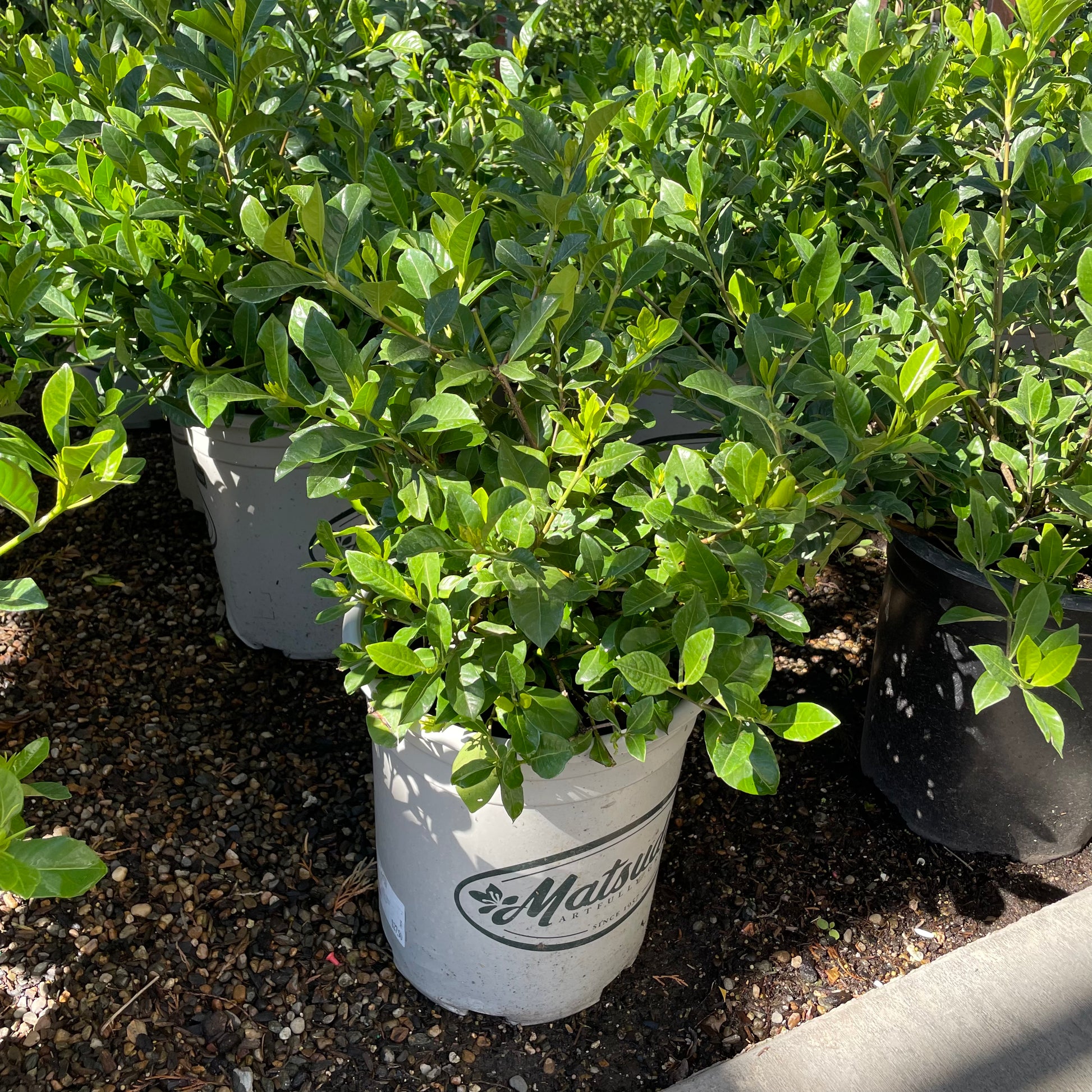 Frist Love Gardenia