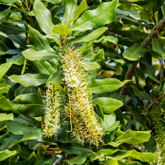 坚果树-夏威夷果·澳洲坚果