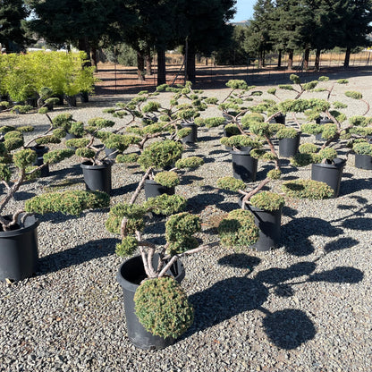 Juniper Tree - Bonsai Cypress