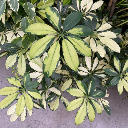 Schefflera chinensis 