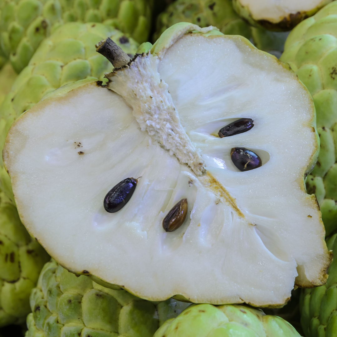 Sugar Apple Tree - Pineapple Sugar Apple